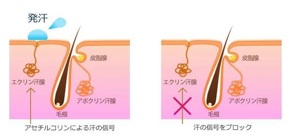 発汗抑制注射の仕組み
