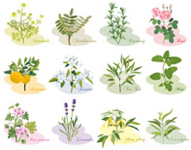 髪にやさしい植物成分を配合