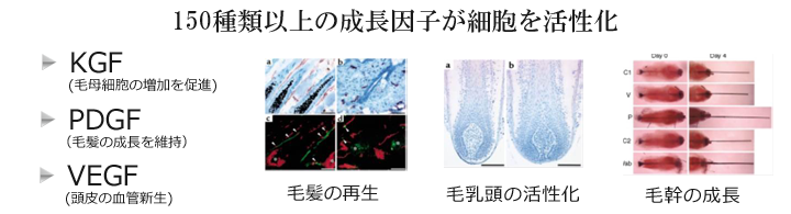 150種類以上の成長因子が細胞を活性化